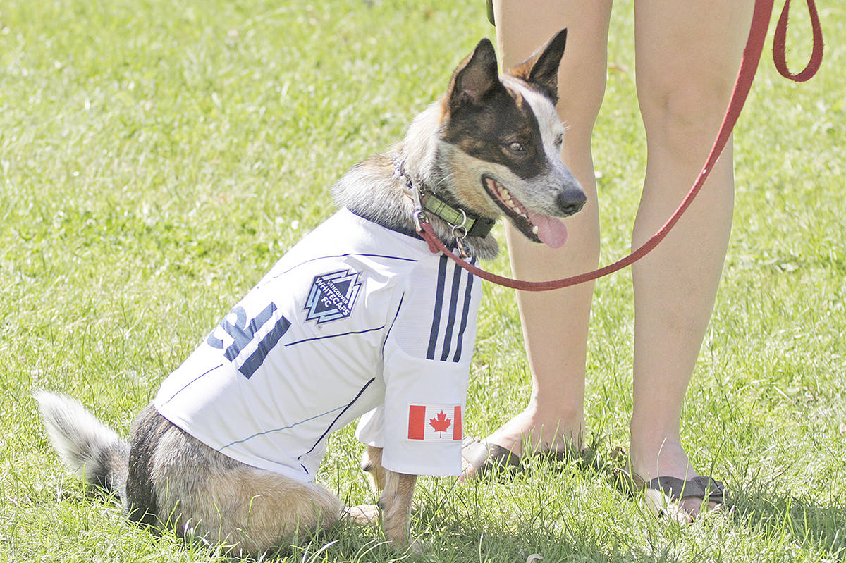 web1_170528-LAT-Whitecaps-game-dog-in-jersey