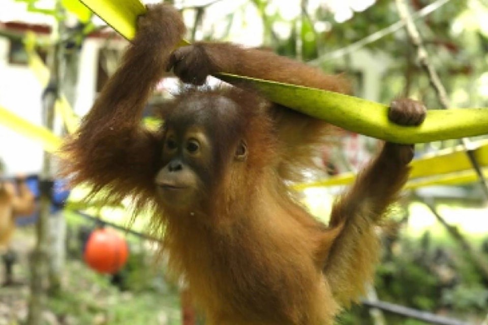 web1_170606-LAT-M-orangutan.jpg