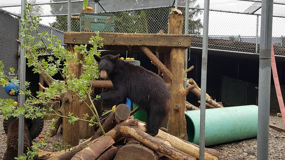 web1_170626-LAT-Tanana-Bear