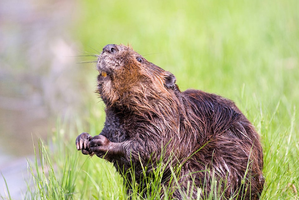web1_Beaver-Pixabay