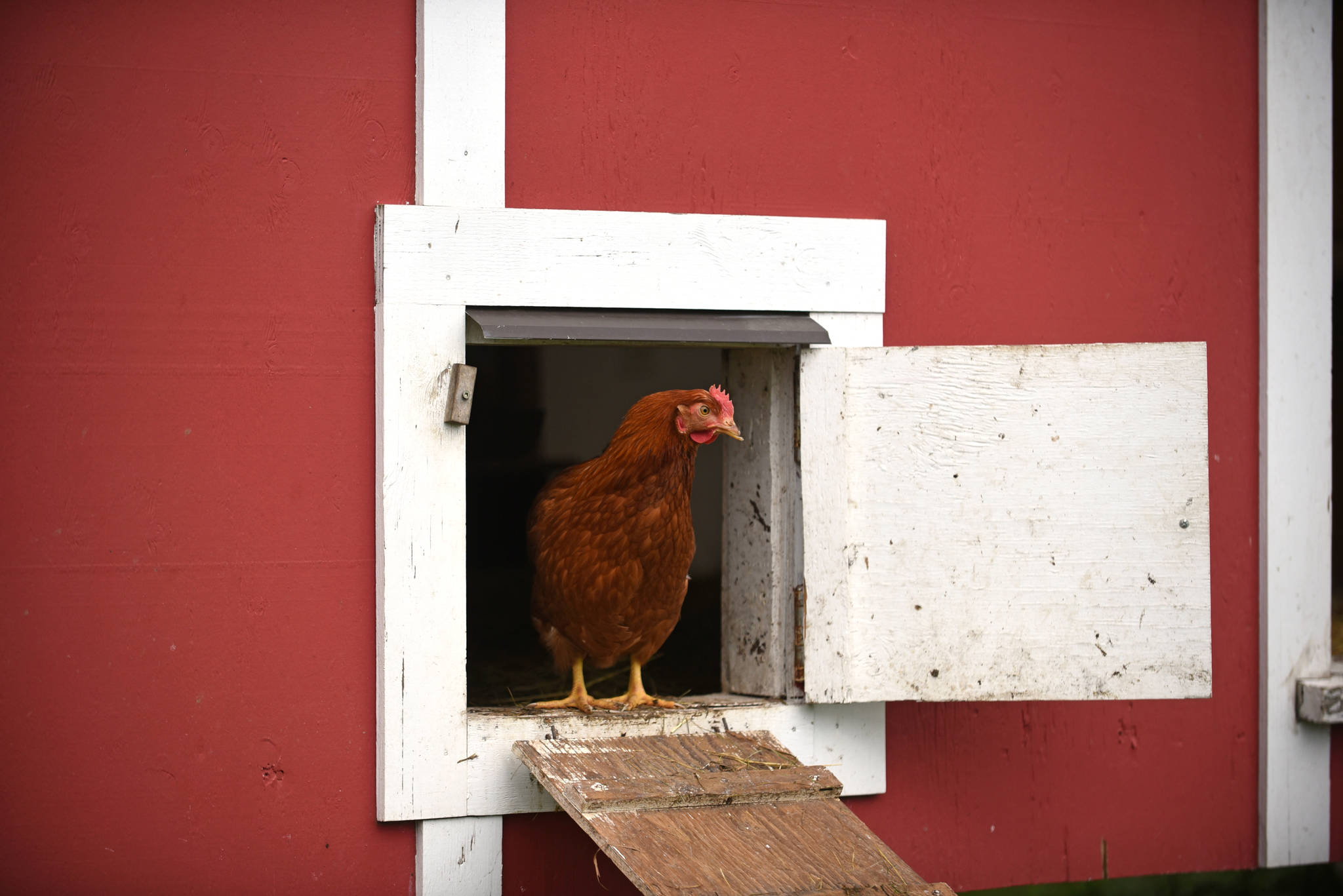 web1_copy_Crooked-Fence-Farm--6-