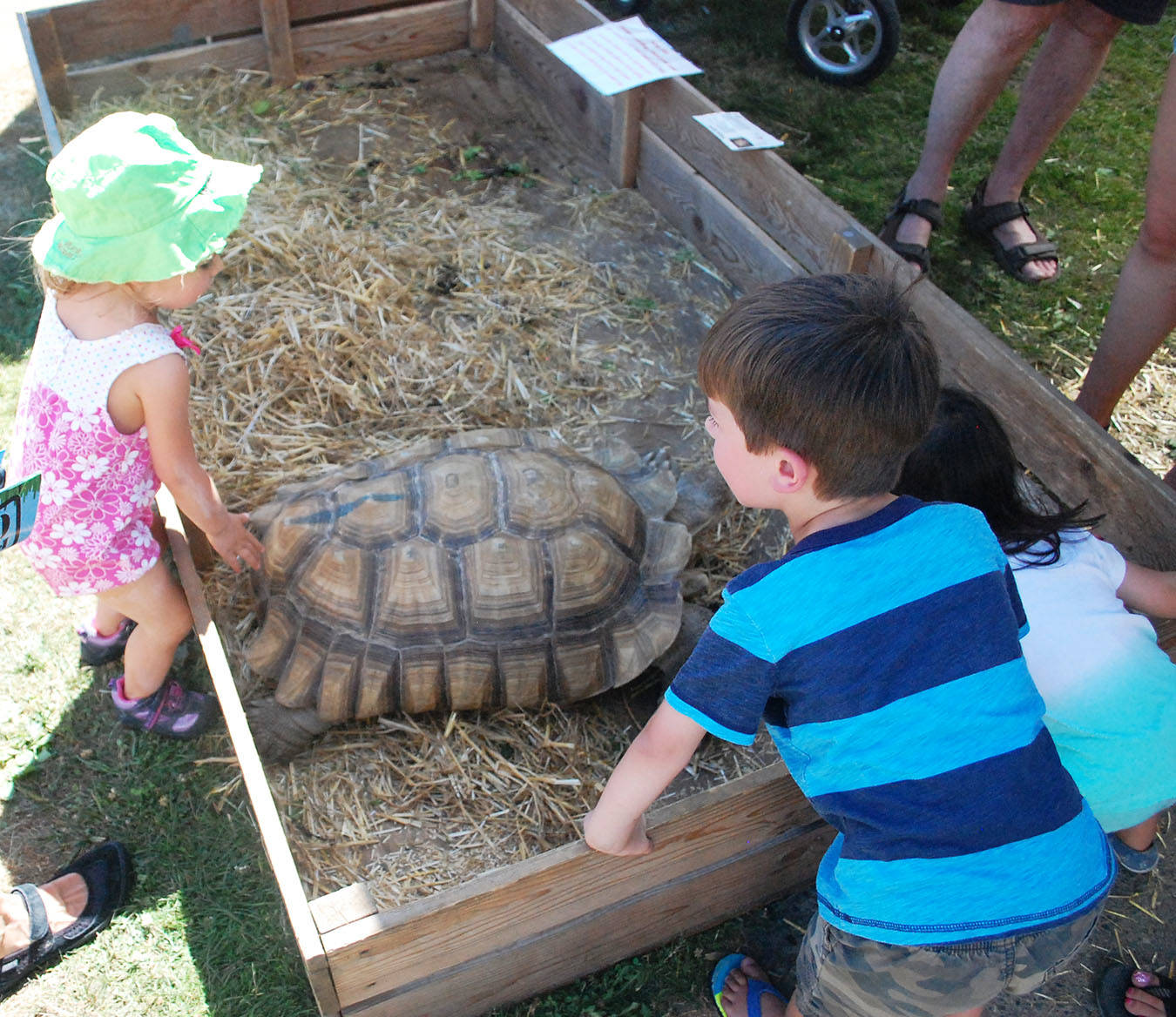 7649510_web1_FairReptileGuyTurtle30