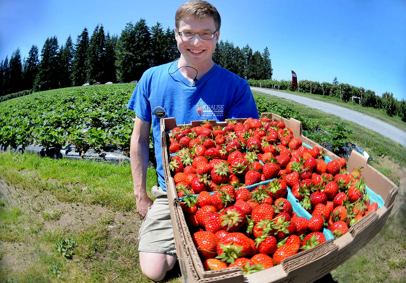7684881_web1_170628-LAT-strawberries1