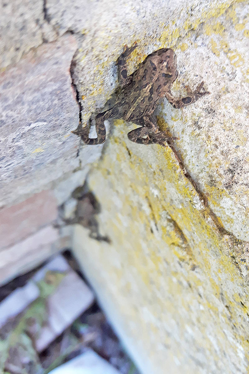 7741477_web1_170717-LAT-toadlets-climb-wall