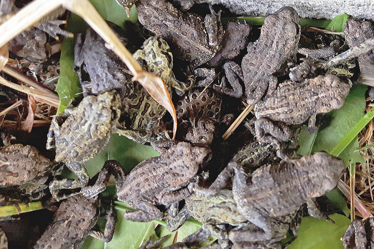 7741477_web1_170717-LAT-toadlets-closeup