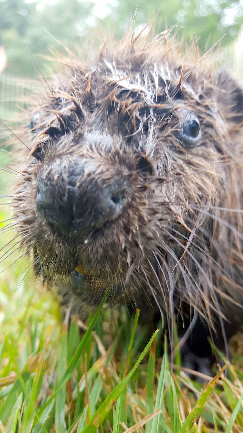 7850017_web1_170728-LAT-beavers-saved2