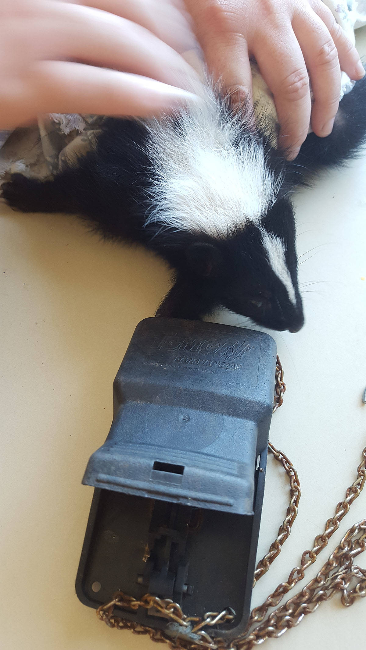 7854548_web1_170728-LAT-critter-care-rat-traps
