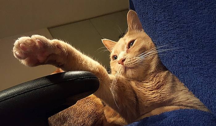 web1_cat