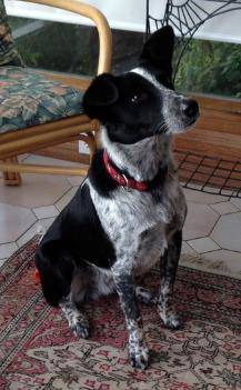 8044757_web1_polo-the-dog