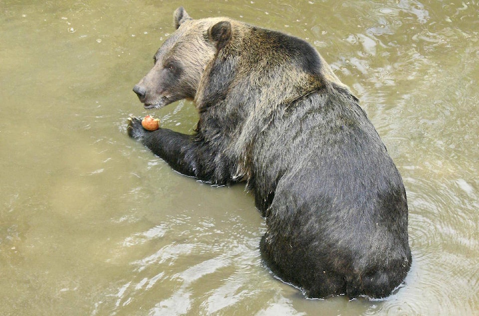 8130281_web1_170816-LAT-zoo-file-shadow-the-bear