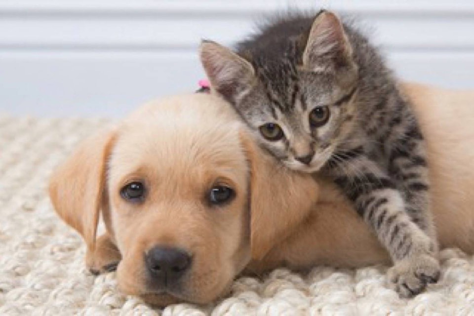 8342728_web1_170831-BPD-T-puppy-kitten-in-studio