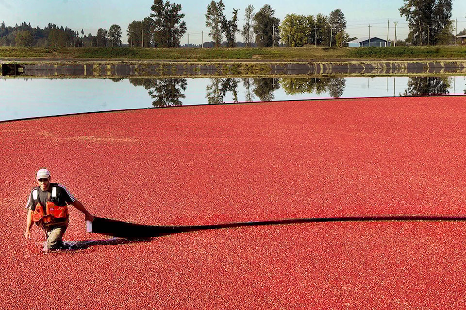 8798716_web1_171006-LAT-cranberries1