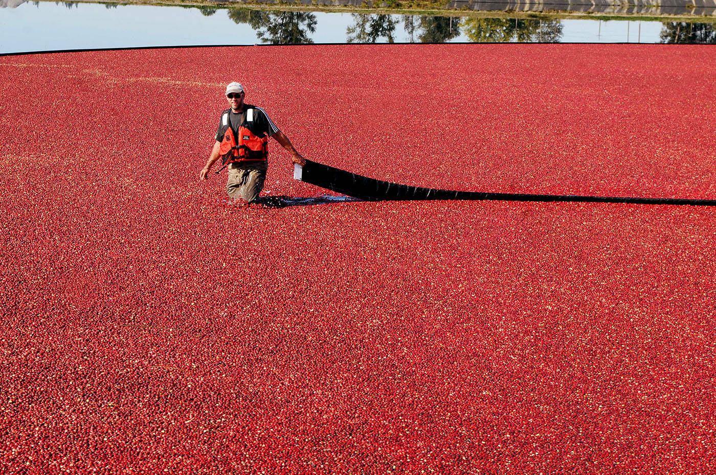 8798716_web1_171006-LAT-cranberries2