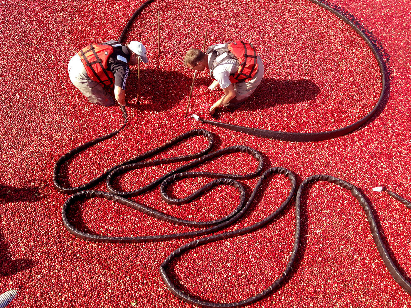 8798716_web1_171006-LAT-cranberries5