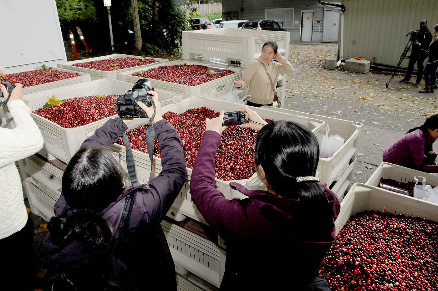 8844271_web1_141011-LAT-cranberryfestival2