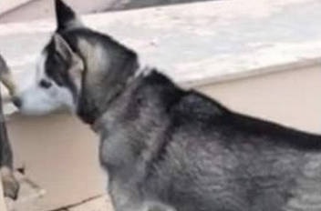 8877588_web1_171019-ALT-dog-missing_1