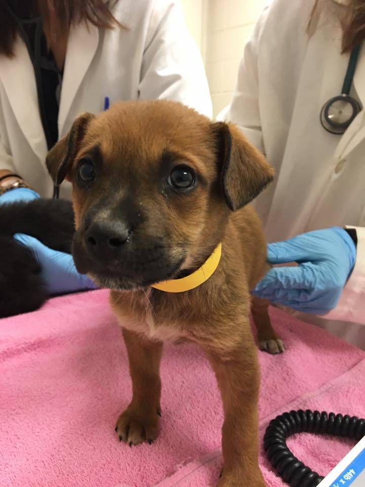 8879698_web1_sask-puppy