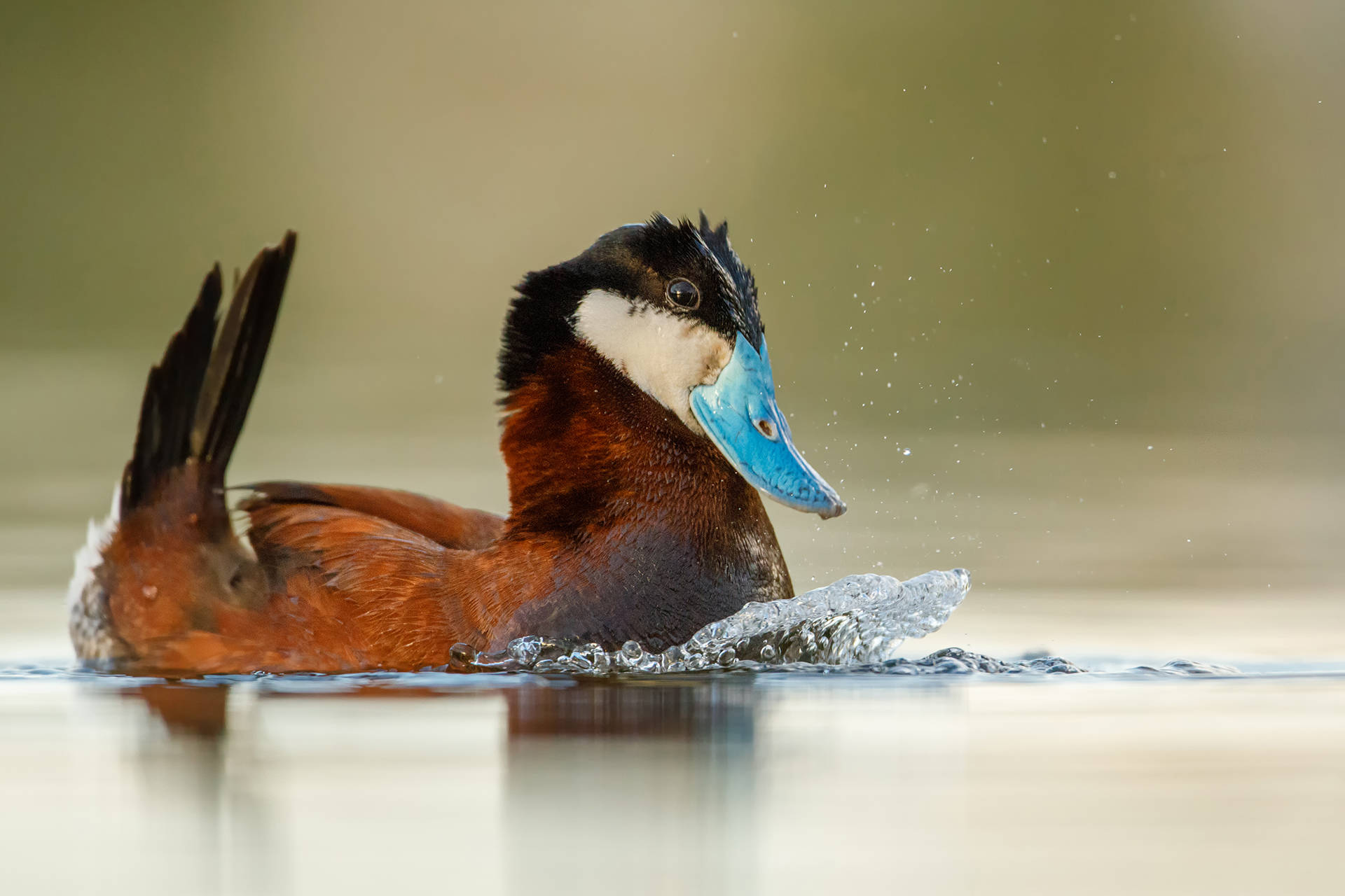 8906154_web1_2_WS2017_90298_Colin-Franks_Ruddy-Duck-1