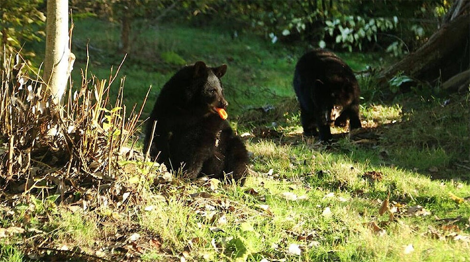 8996083_web1_171020-LAT-blackbearcubs