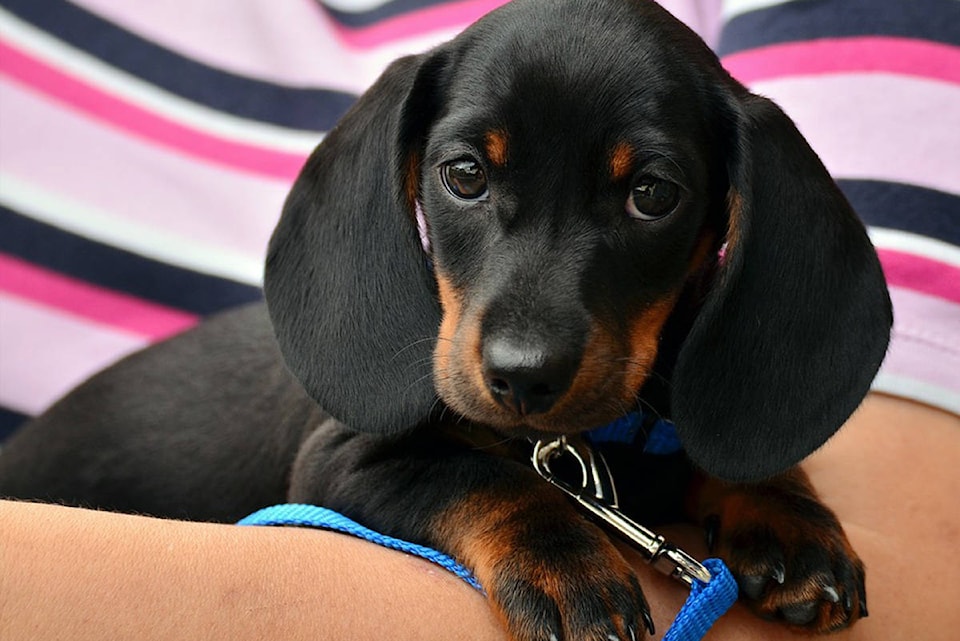 9096539_web1_dachshund-1519374_960_720