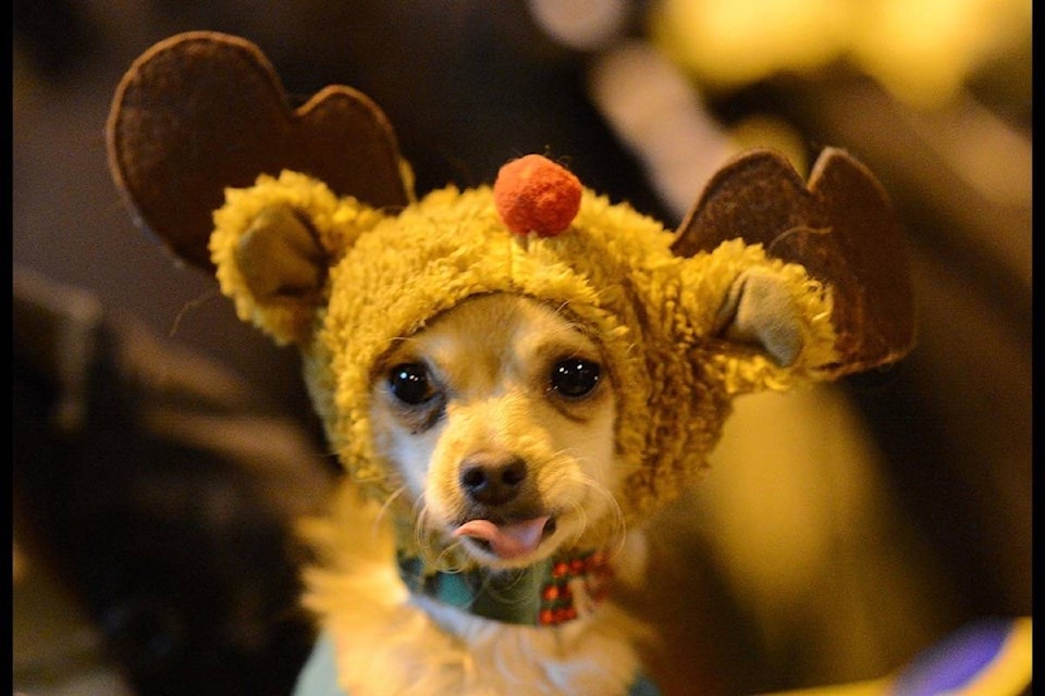9155906_web1_copy_171030-CLR-M-Christmas-Dog-2-BJ-Dec2