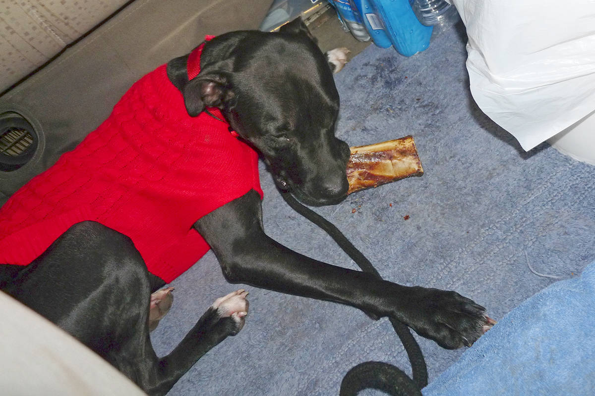 9770150_web1_171212-LAT-Frankie-goes-home-with-treat