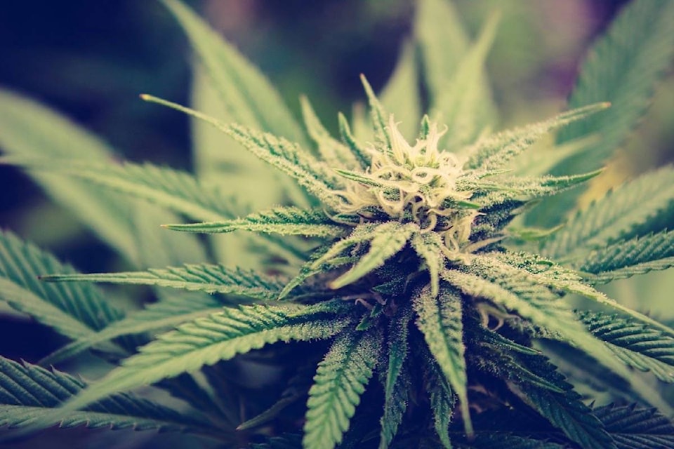 9784628_web1_171213-LAT-M-171213-LAT-marijuana
