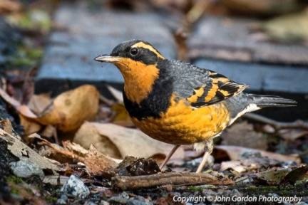 9846742_web1_Varied-Thrush-bird-1-4845