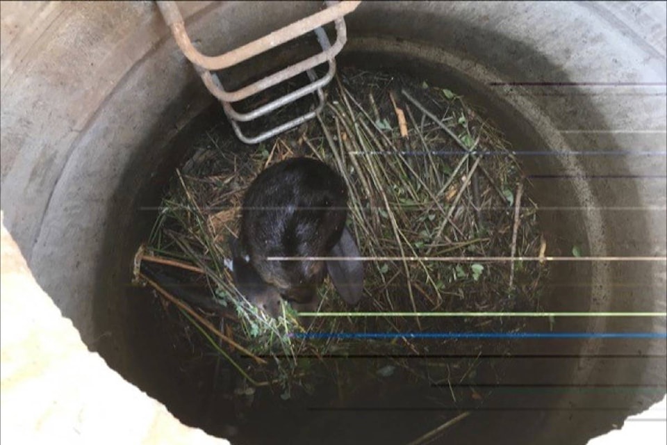 9912646_web1_171221-BPD-M-Beaver-in-Manhole