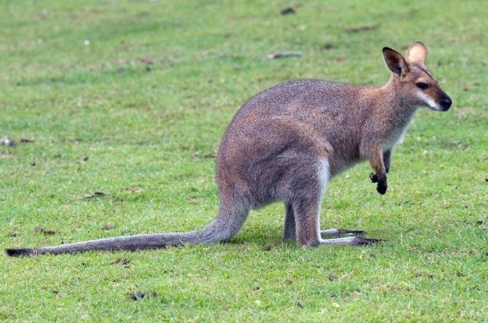 9983053_web1_copy_missingwallaby