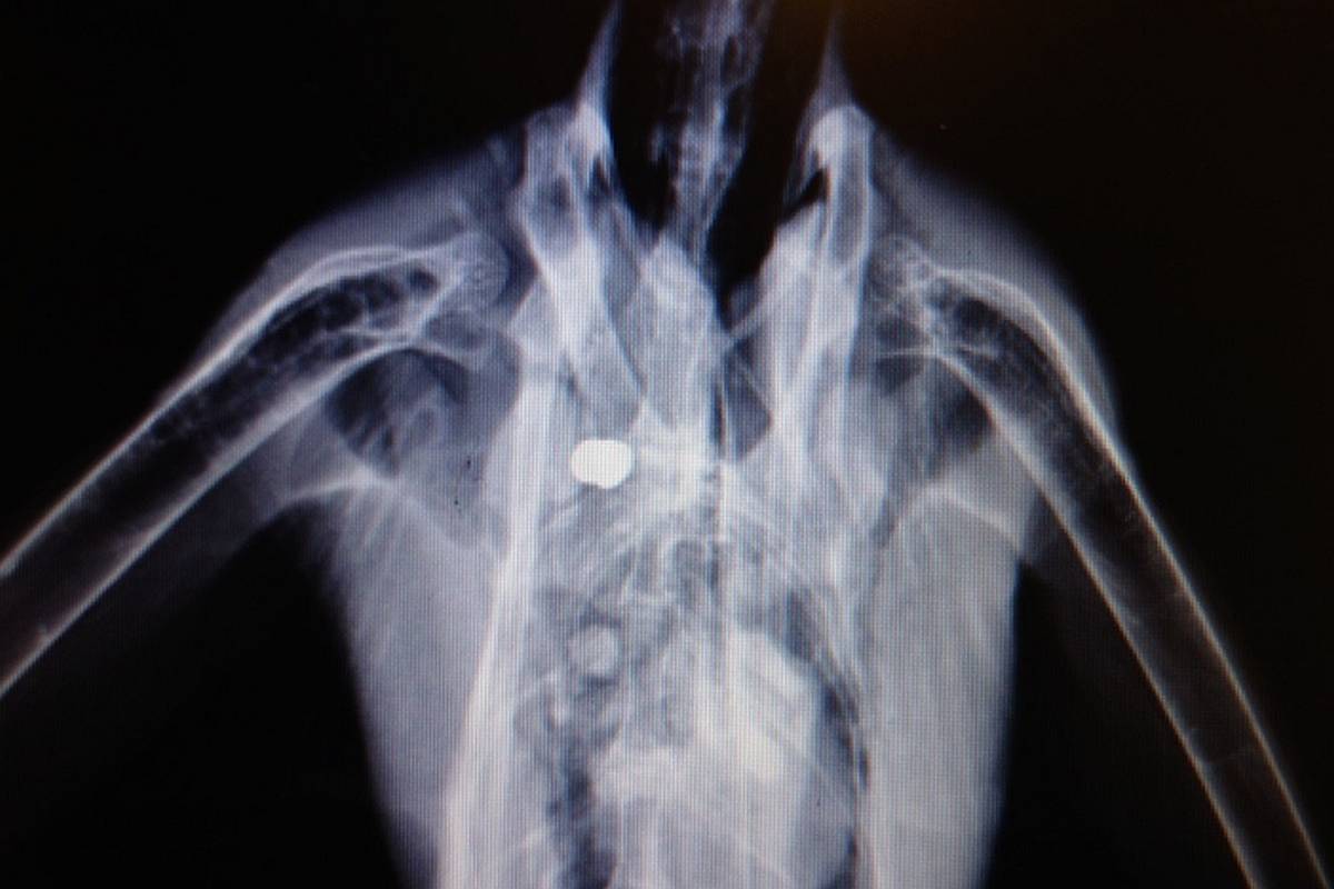 9983053_web1_heron-xray