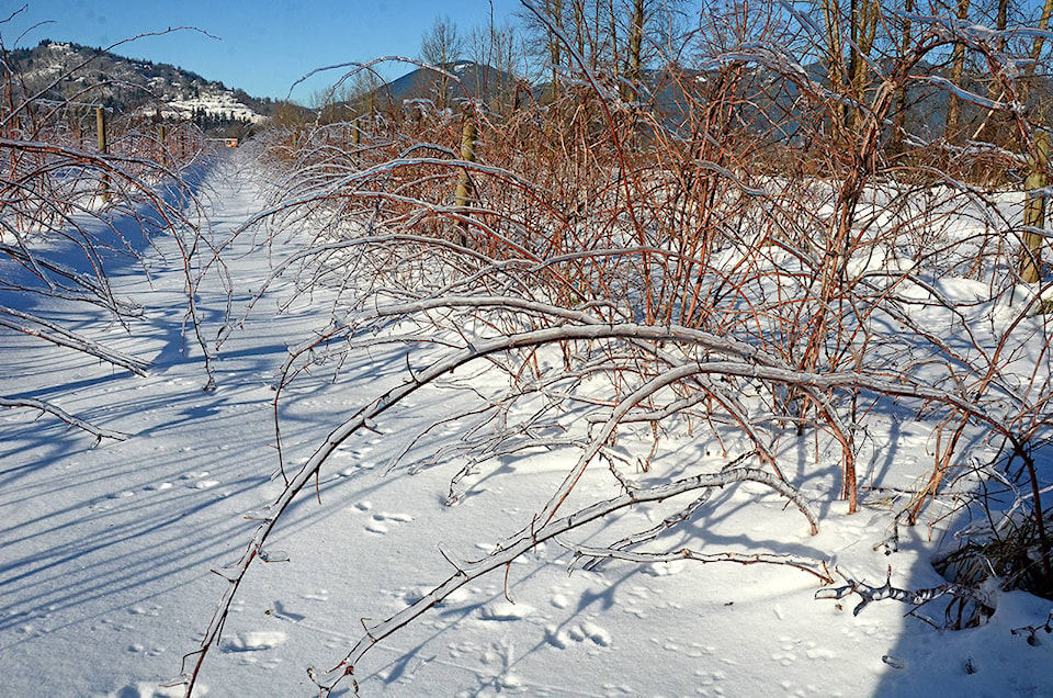 10044981_web1_copy_Blueberry-ice-accretion