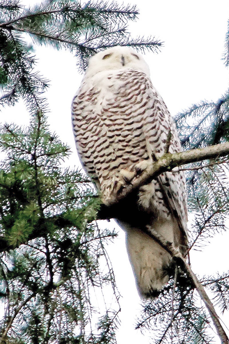 10081155_web1_180106-LAT-Snowy-owl