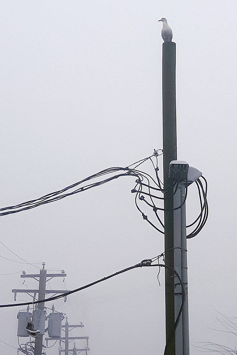 10177663_web1_180114-LAT-fog-bird-on-post