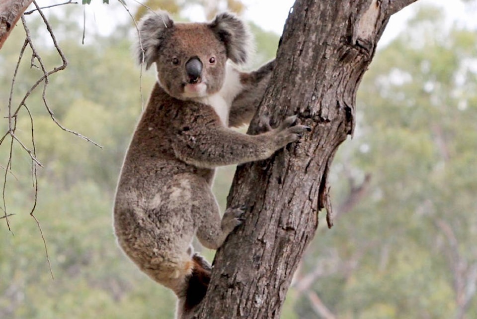 10185073_web1_180119-LAT-LIFE-Green-Beat-Koala_1