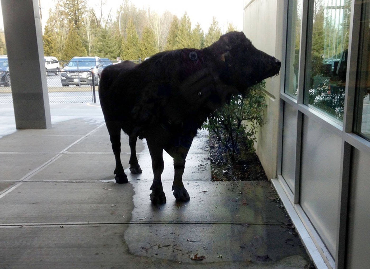 10360218_web1_180126-LAT-M-180131-LAT-waterbuffaloloose1
