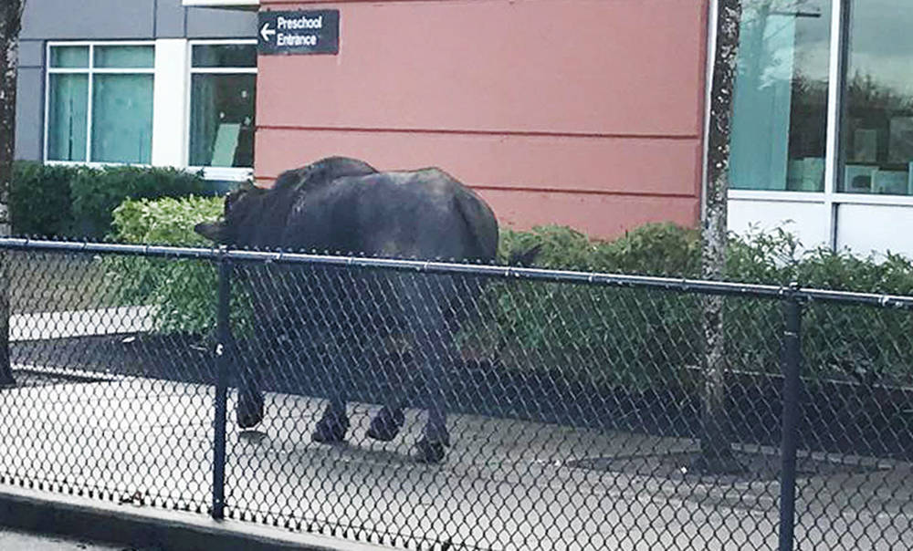 10360218_web1_180131-LAT-waterbuffalo1