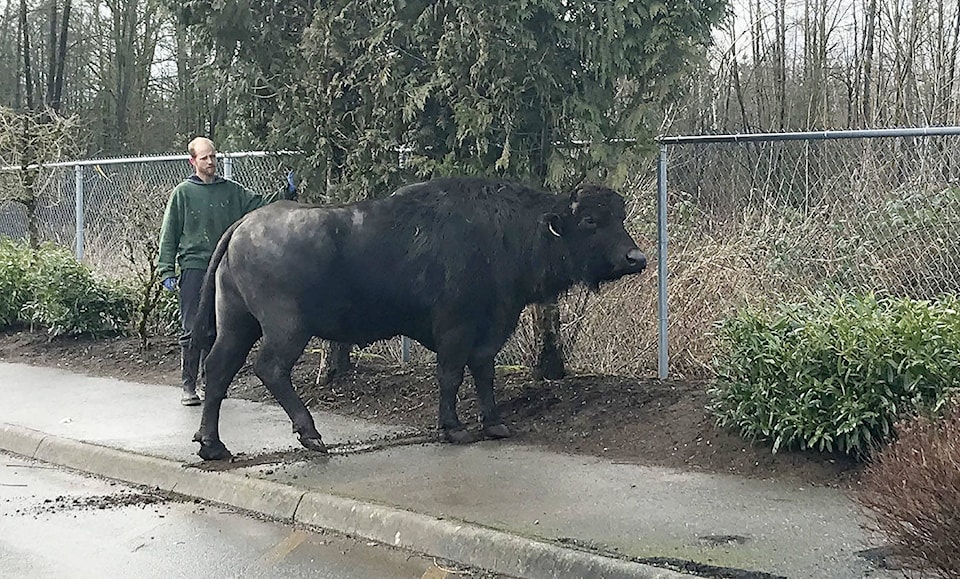 10360218_web1_180131-LAT-waterbuffalo2