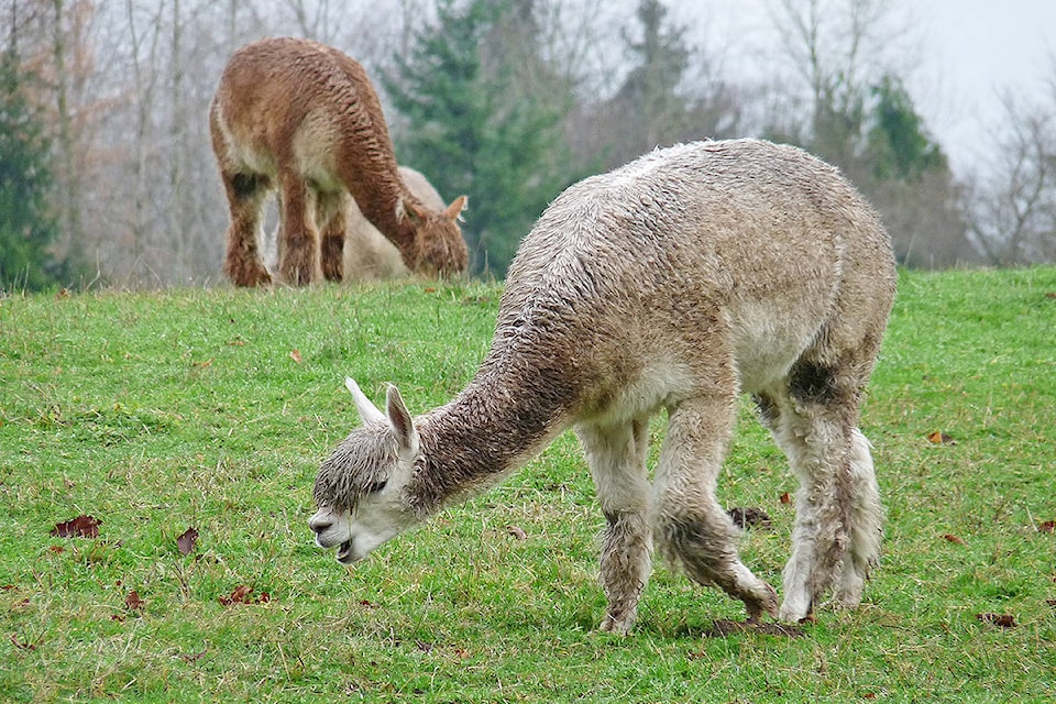 9735623_web1_171210-LAT-Alpaca-farm-field