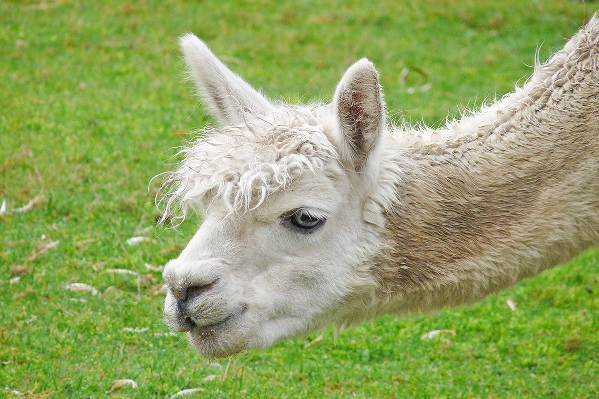 9735623_web1_171210-LAT-Alpaca-farm-long-neck