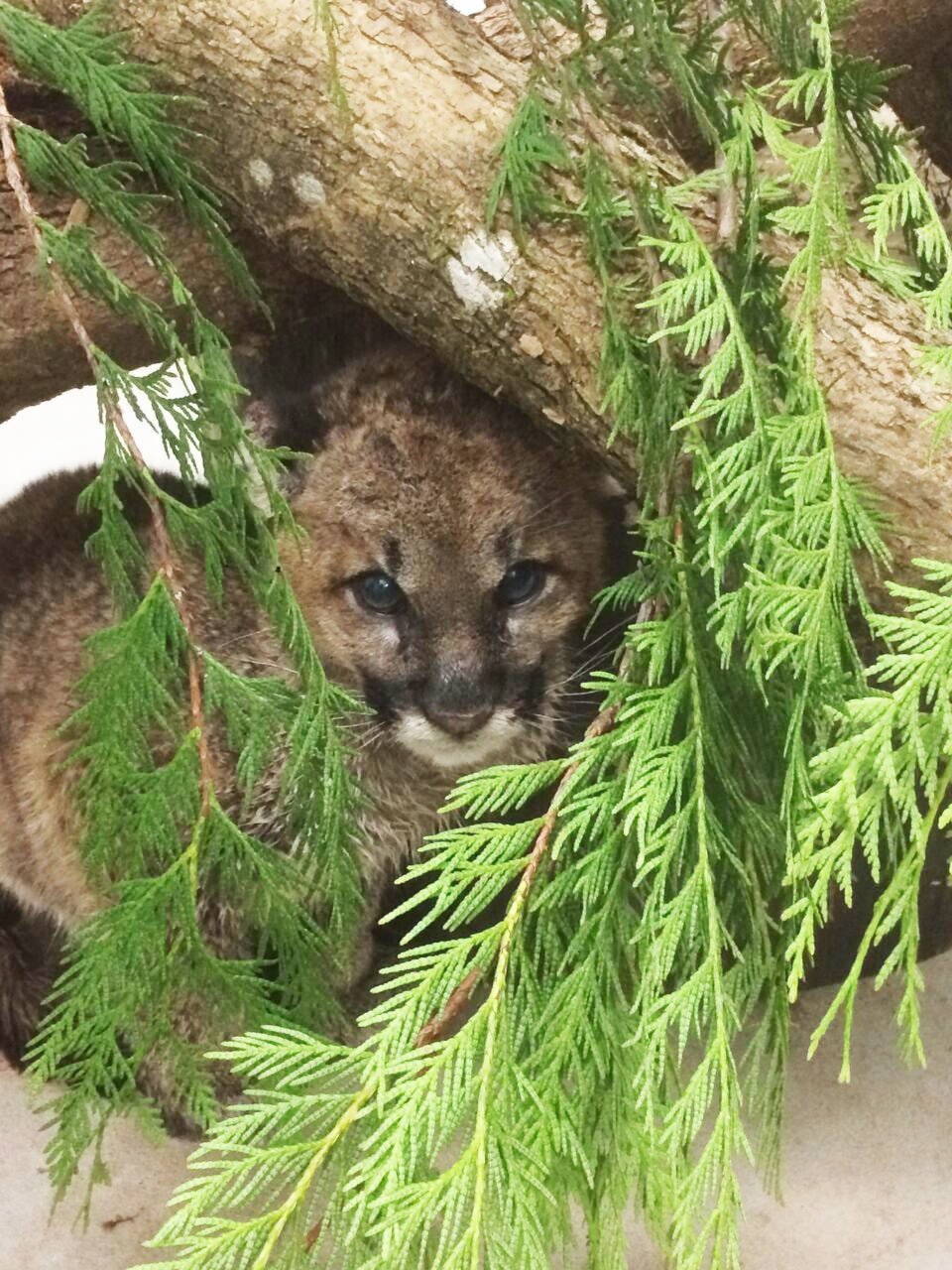 10487614_web1_180208-ALT-Cougar-Orphan-Zoo_2