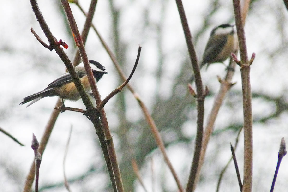 10667808_web1_180217-LAT-bird-count-chickadees