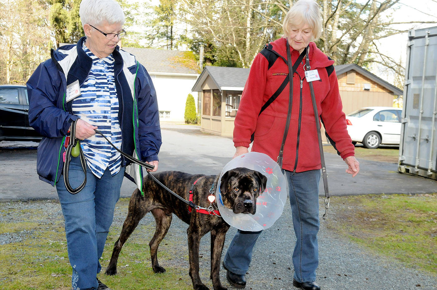 10953795_web1_180321-LAT-sports-LAPSdogwalkers3