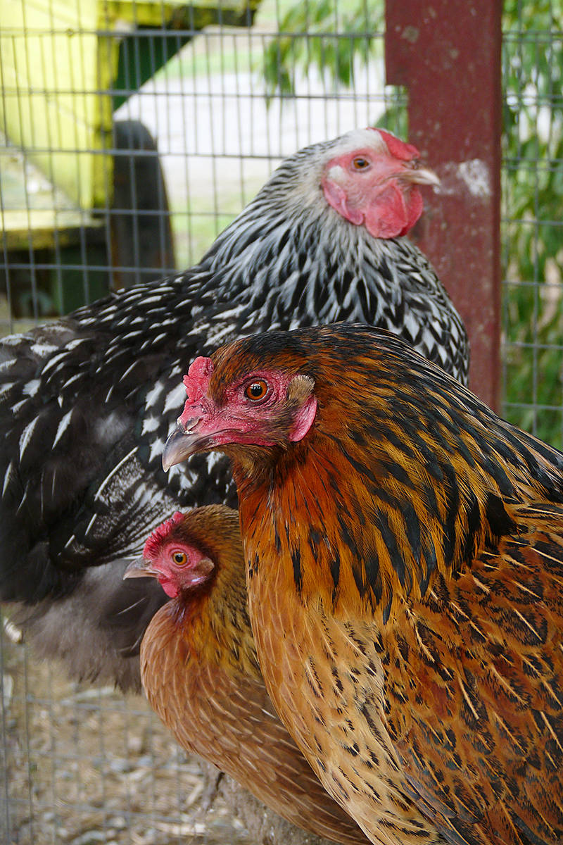 11159754_web1_180324-LAT-aldor-anniversary-chickens