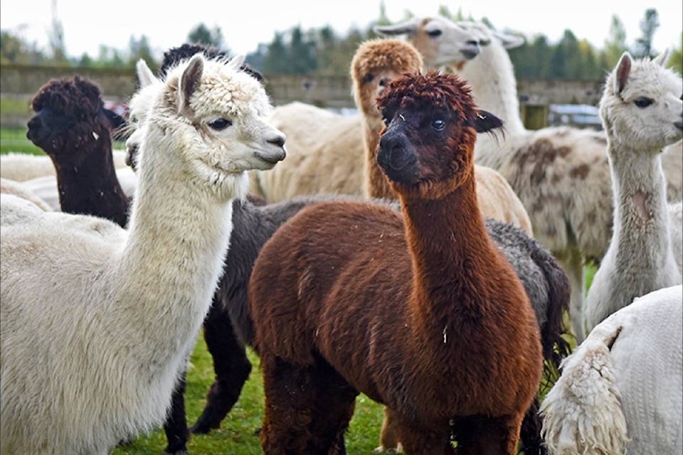 11290508_web1_180406-LAT-Alpaca-Shearing_1