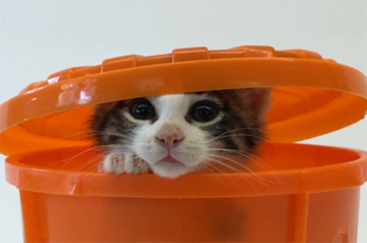 11435024_web1_180419-ALT-Cat-ISOasis-opens_3