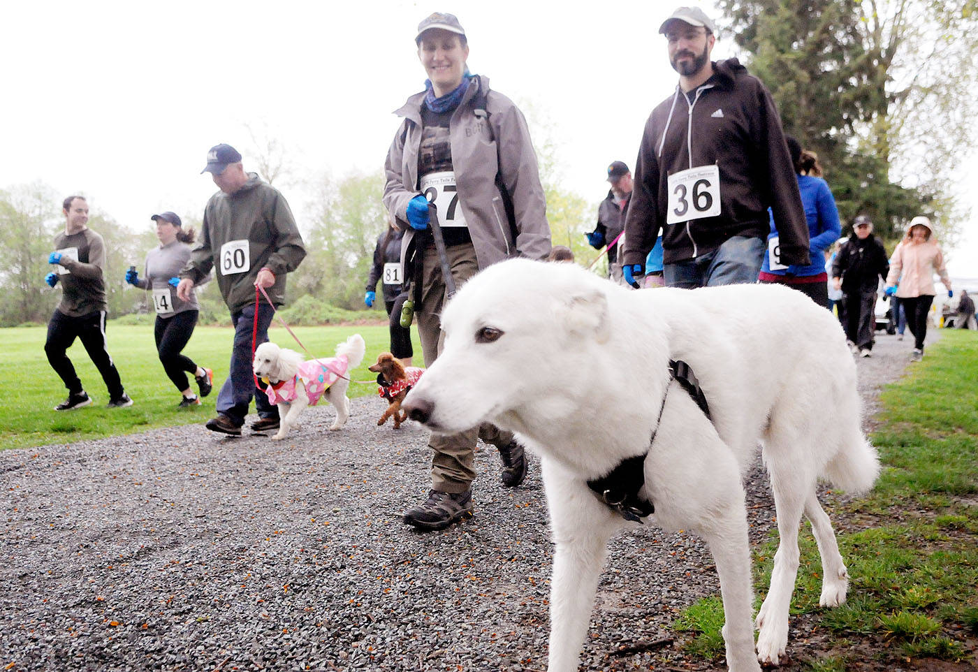 11660909_web1_180502-LAT-furrytailsfootrace2