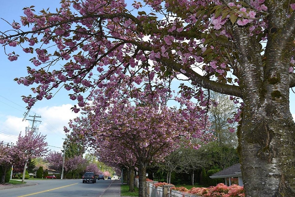 11703839_web1_180501-LAT-M-Cherry-Blossoms-52-ave