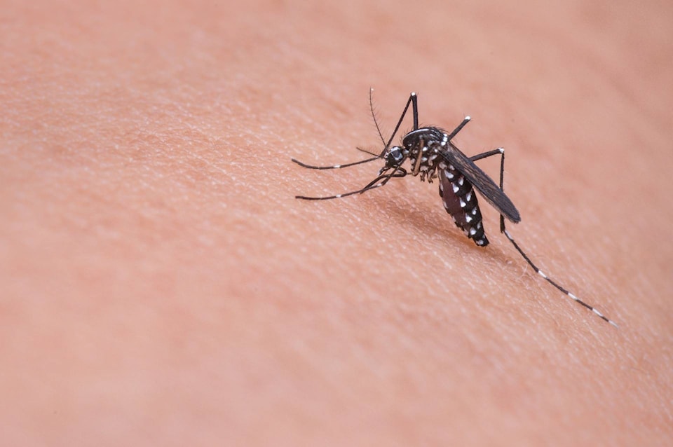 12139282_web1_mosquito-719613_1920