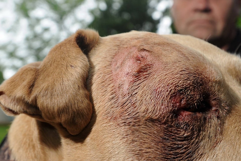 12339173_web1_12316914_web1_180614-MRN-M-dog-attack-2